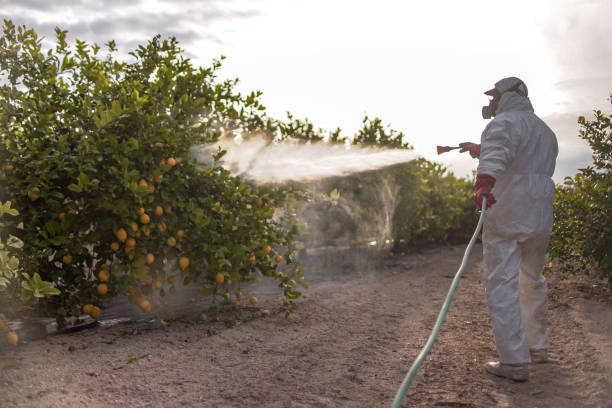 Best Bed Bug Extermination  in La Mesa, CA