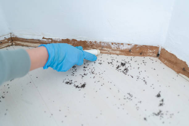  La Mesa, CA Pest Control Pros